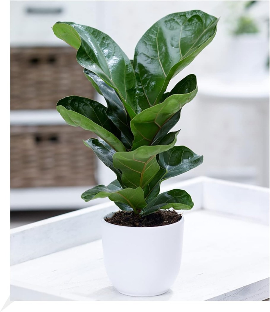 Фикус лирата Бамбино