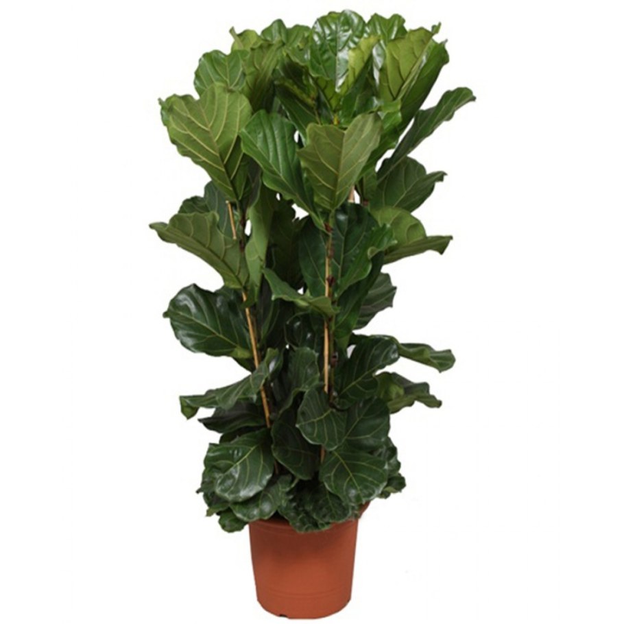 Фикус лирата Бамбино