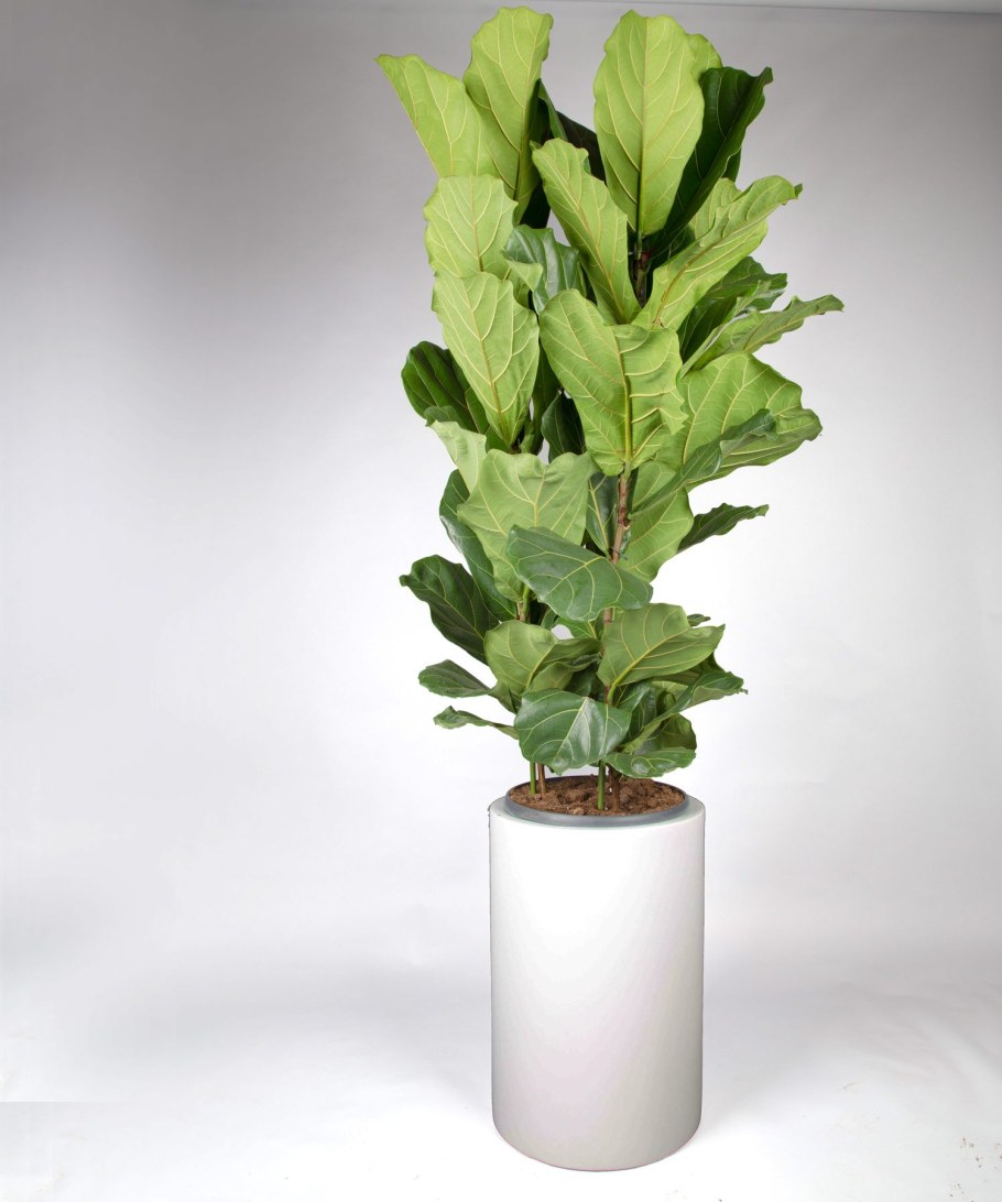 Фикус Нью клон