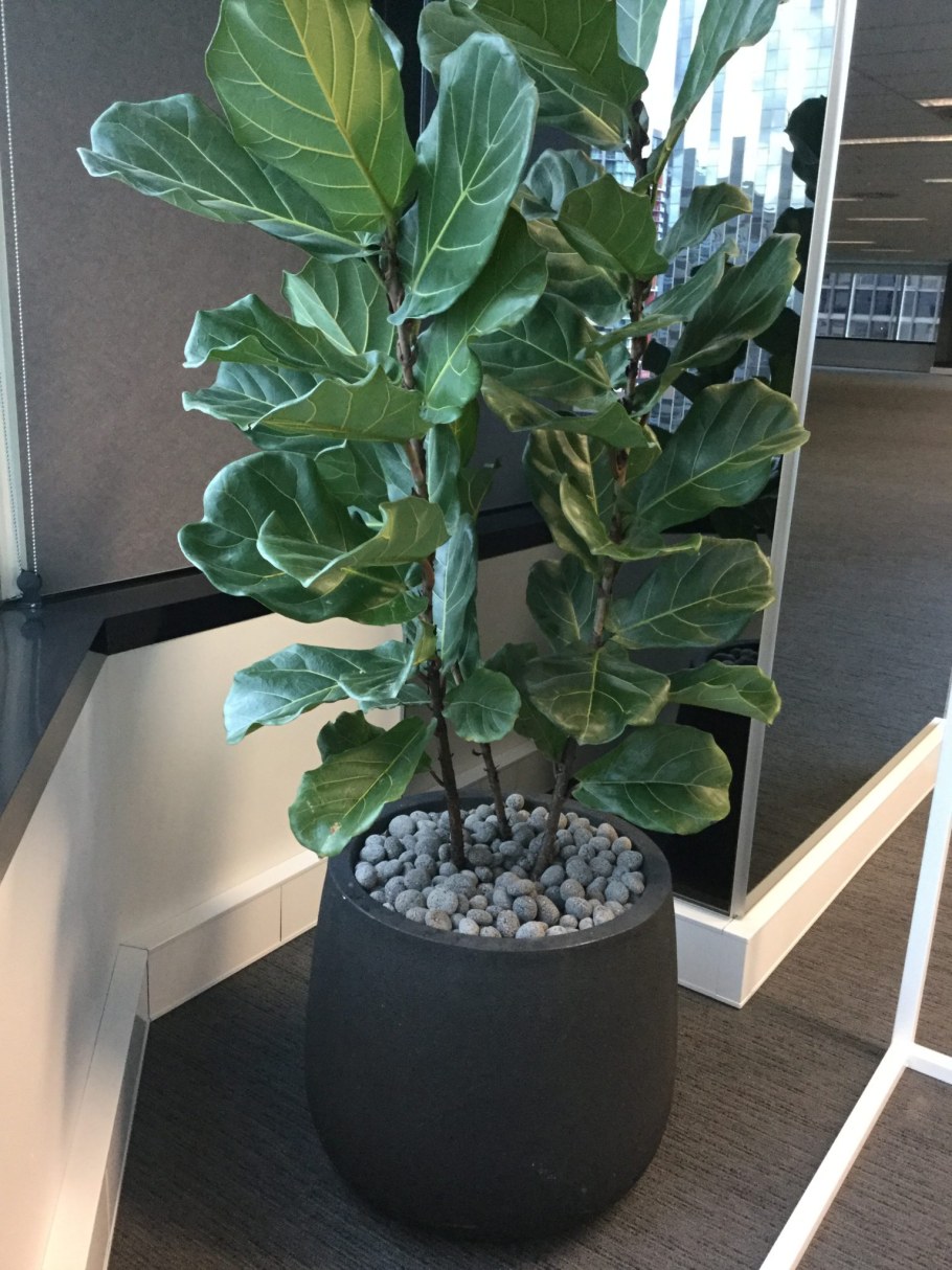 Фикус лировидный