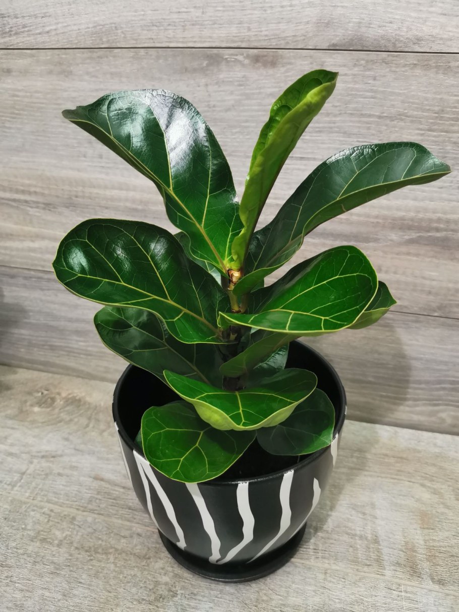 Фикус ЛЕРАНТО бомбитто