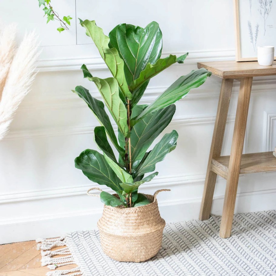 Лирата Бамбино в интерьере