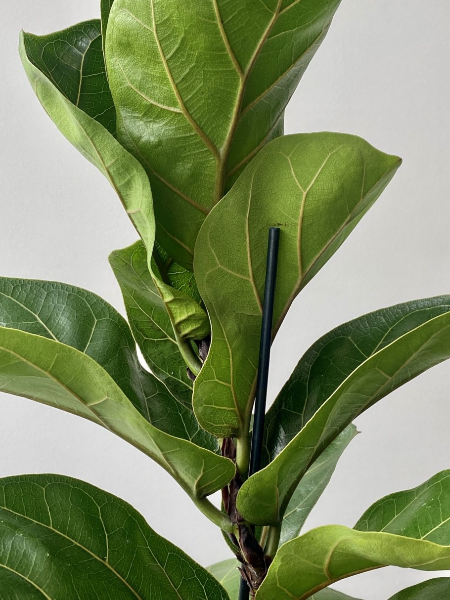 Лирата Бамбино