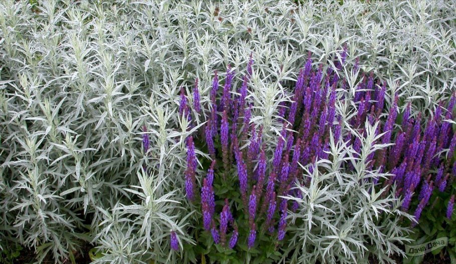 Полынь Людовика (Artemisia ludoviciana)