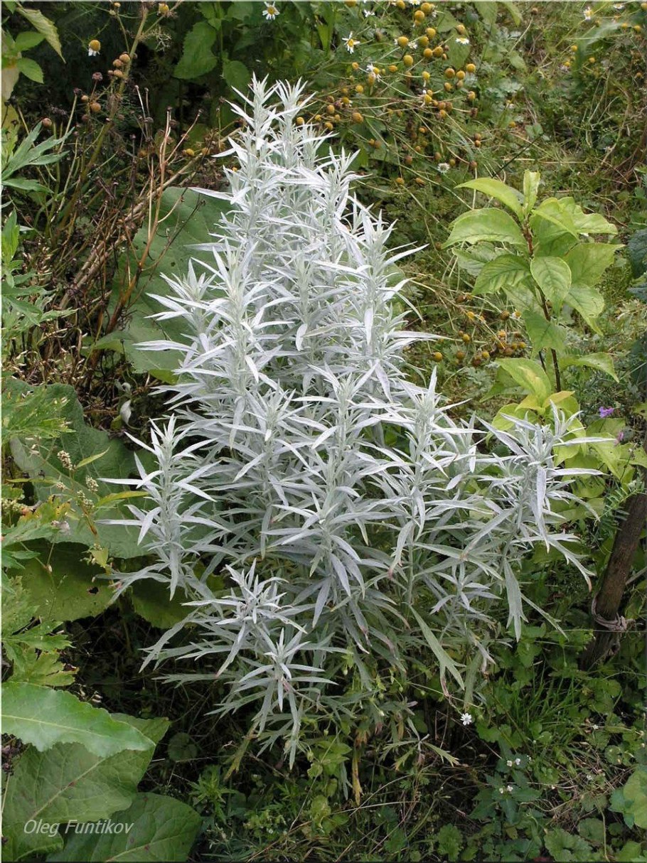 Полынь Садовая серебристая