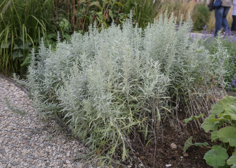 Полынь австралийская (Artemisia austriaca)