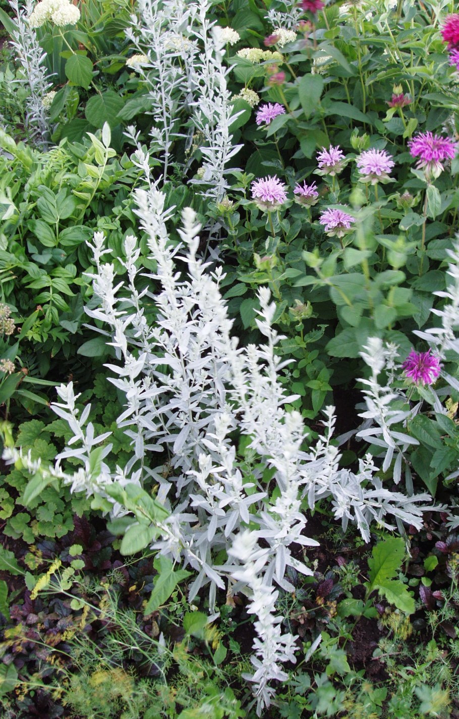 Полынь Людовика (Artemisia ludoviciana)