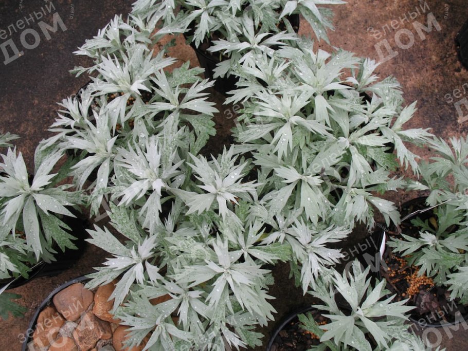 Полынь Людовика (Artemisia ludoviciana)