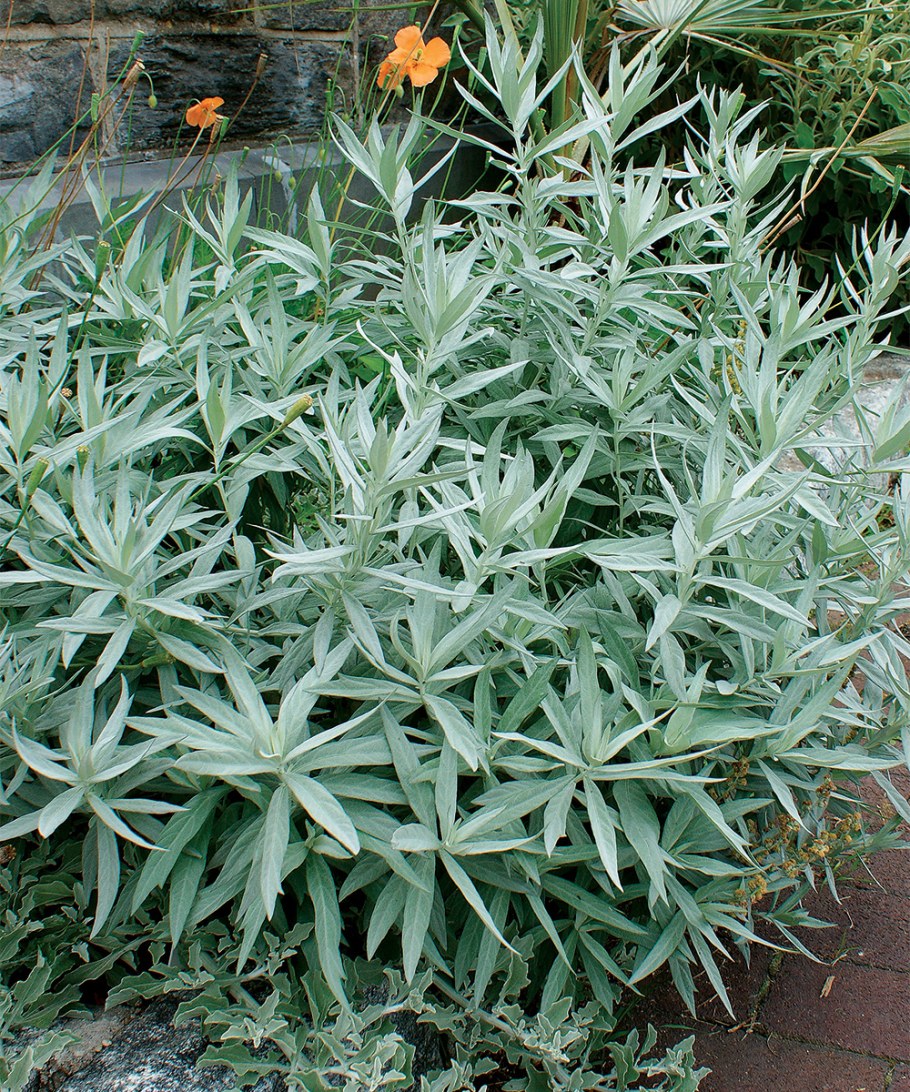 Полынь Людовика Силвер Квин