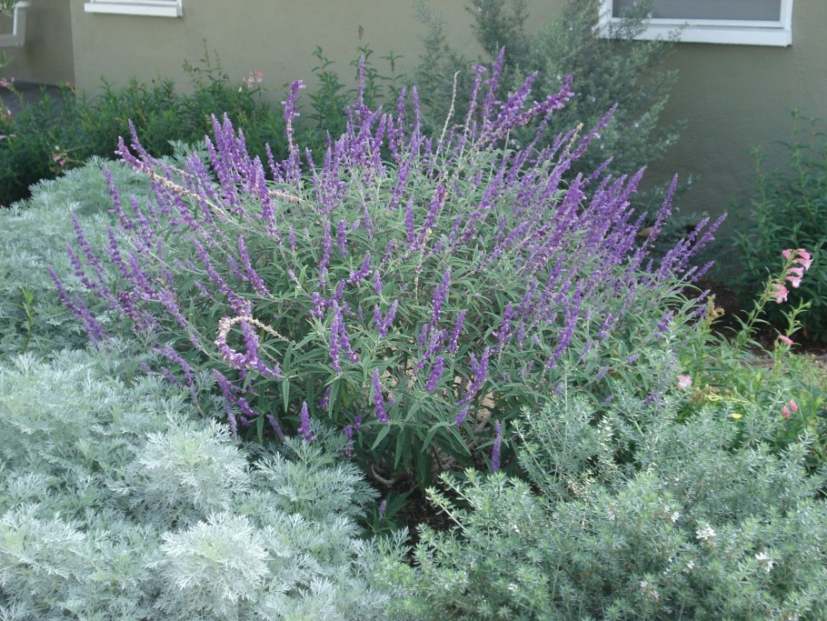 Шалфей Лаванда Полынь