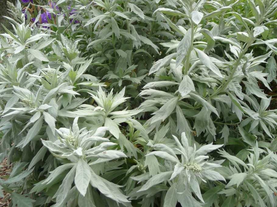 Полынь Людовика Сильвер Квин Полынь Людовика (Artemisia ludoviciana)