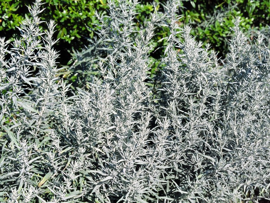 Полынь Людовика Сильвер Квин