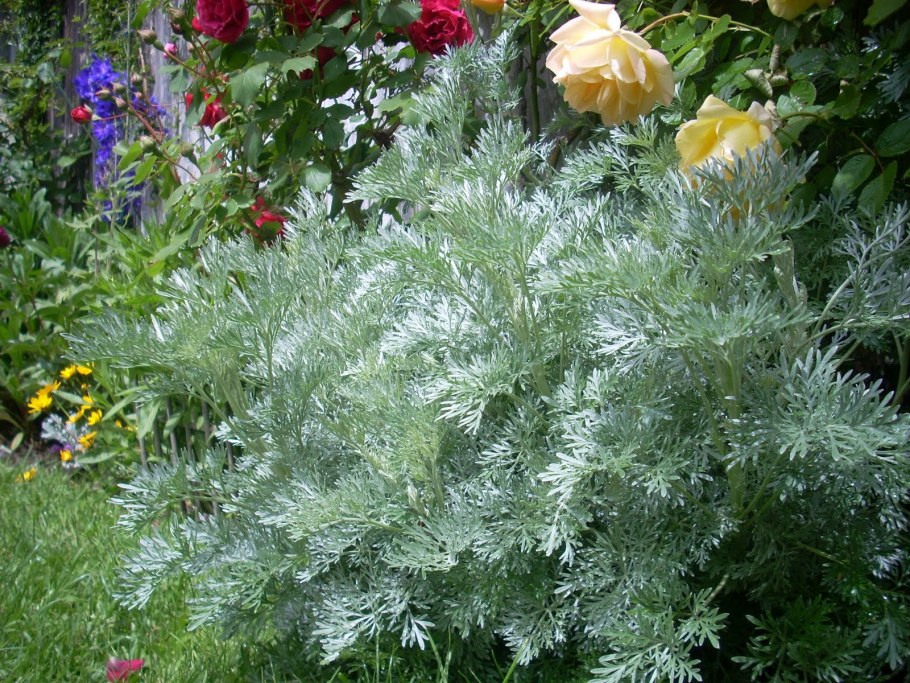 Полынь Powis Castle