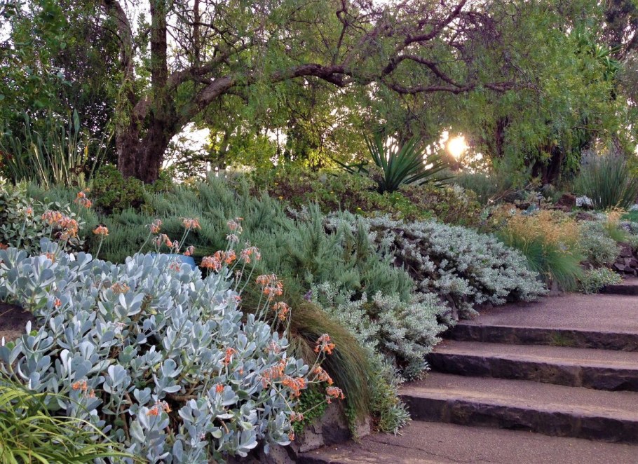 Лох серебристый в ландшафтном