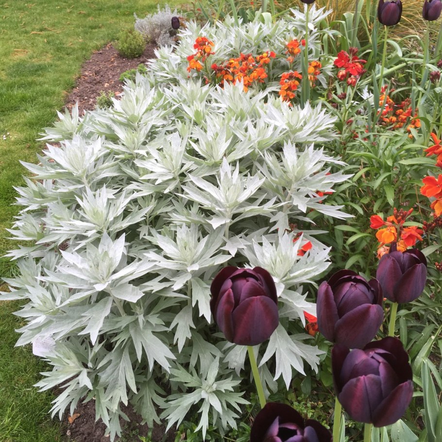 Полынь Луизианская (Artemisia ludoviciana)