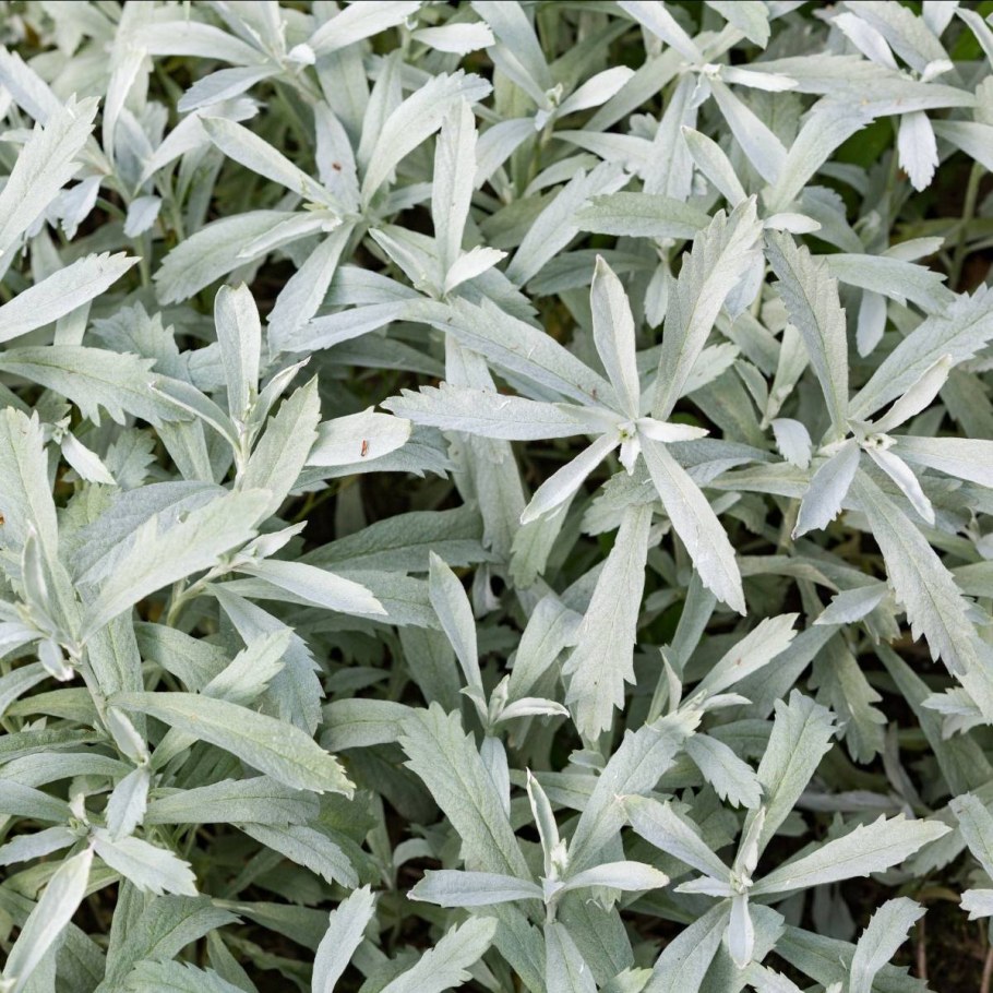 Полынь Людовика (Artemisia ludoviciana)