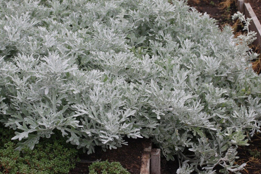 Полынь Стеллера Сильвер