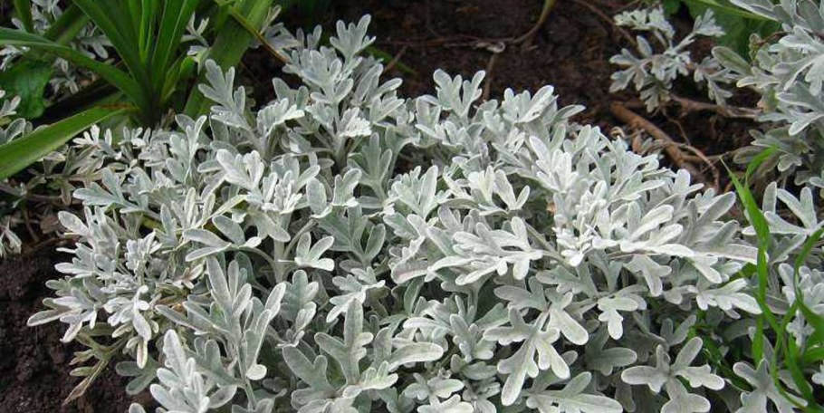 Полынь Стеллера Сильвер