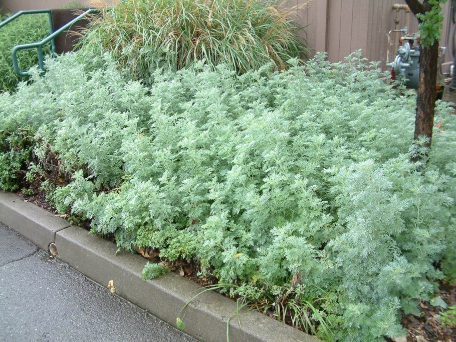 Полынь Шмидта Нана