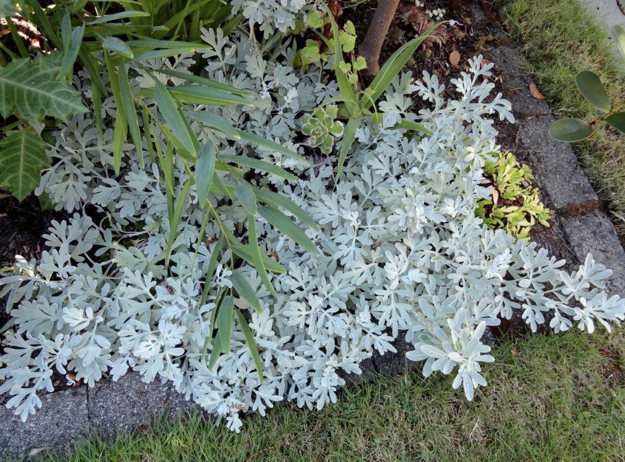 Полынь Стеллера, Artemisia stelleriana "Silver Brocade"