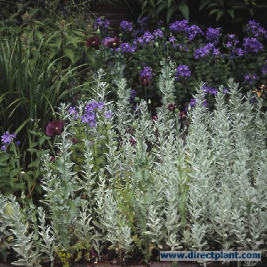 Полынь пурша серебристая