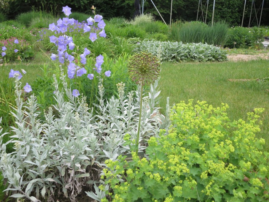 Полынь Людовика Ясколка