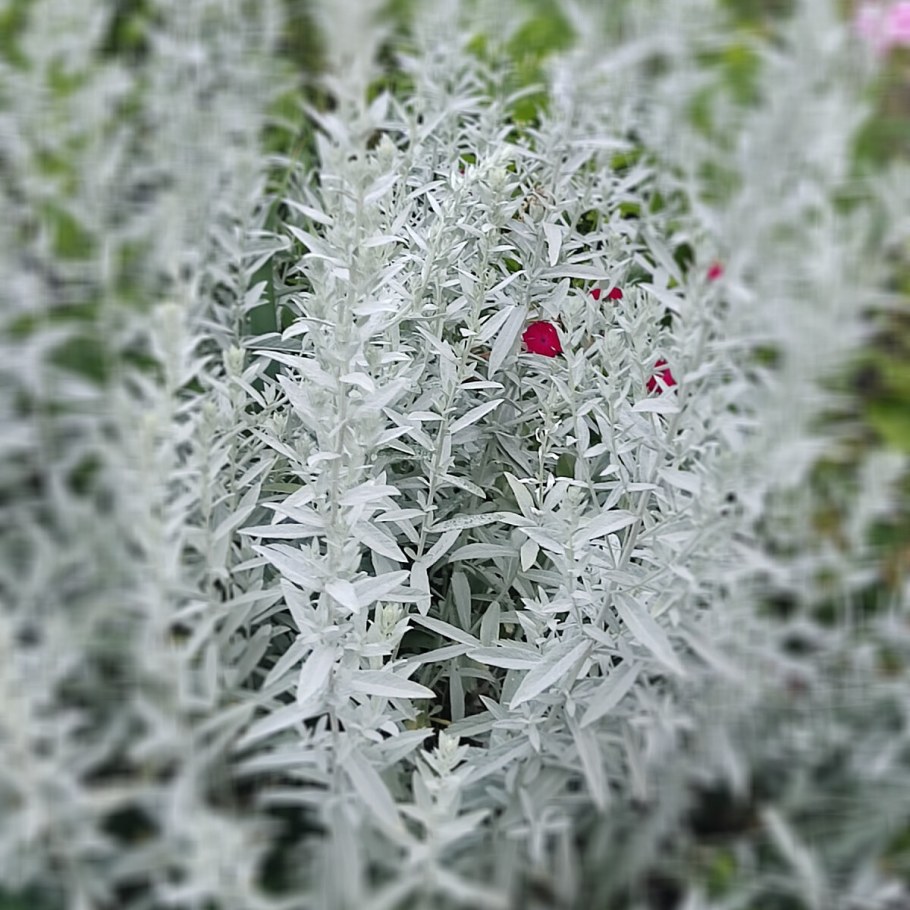 Полынь Луизианская Сильвер Квин