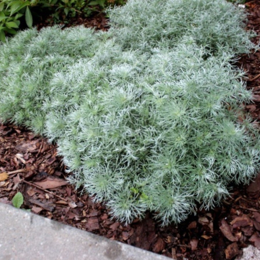 Полынь Шмидта "Нана" серебристая декоративная