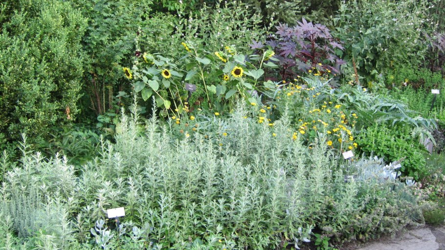 Полынь Луизианская "Сильвер куин"