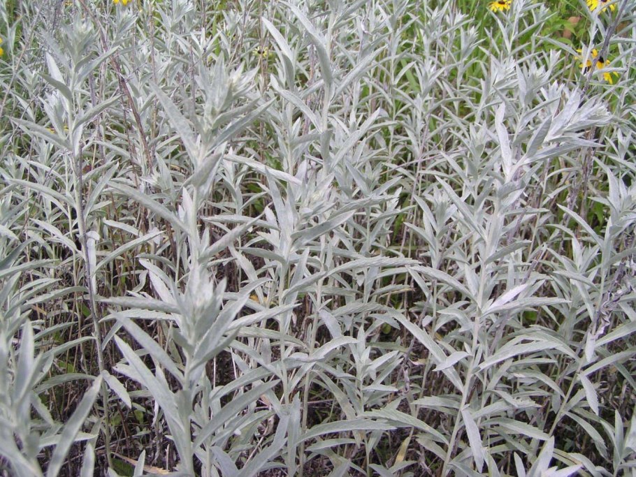 Полынь Людовика (Artemisia ludoviciana)