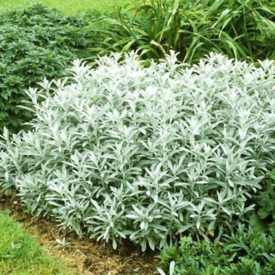 Полынь Сильвер Квин