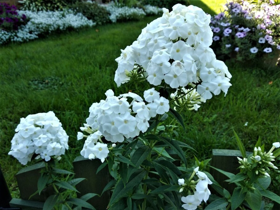 Флокс метельчатый на клумбе