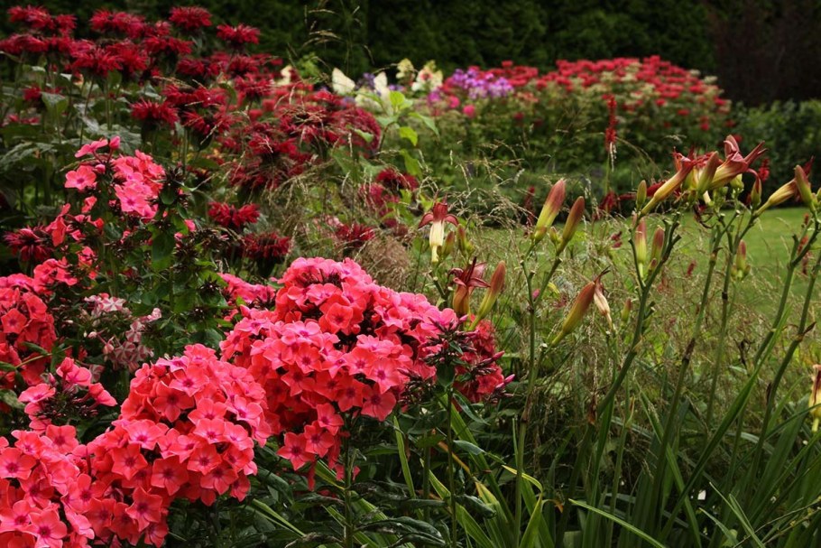 Флокс метельчатый ландшафтный