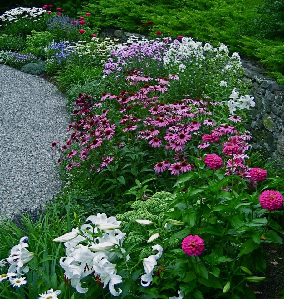 Эхинацея в миксбордере