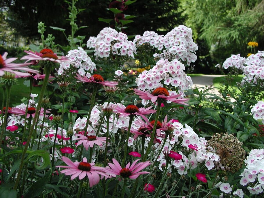 Эхинацея и Флоксы