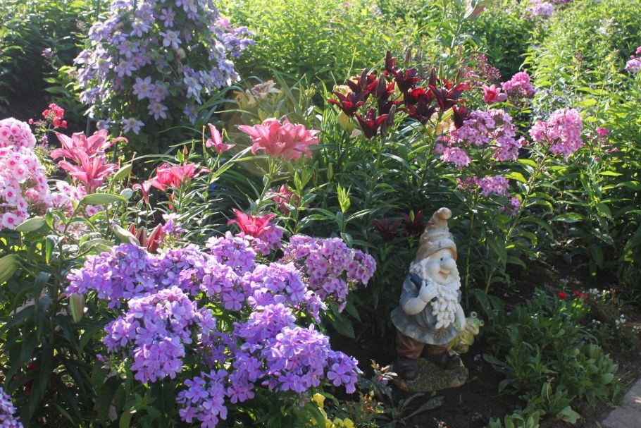 Рабатка с флоксами