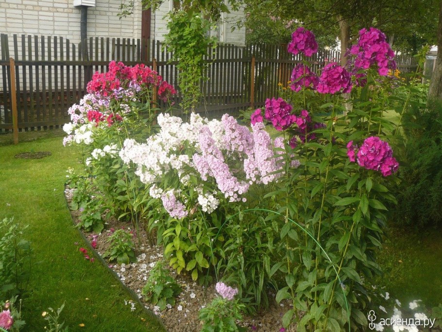 Миксбордер пионы Флоксы лилии