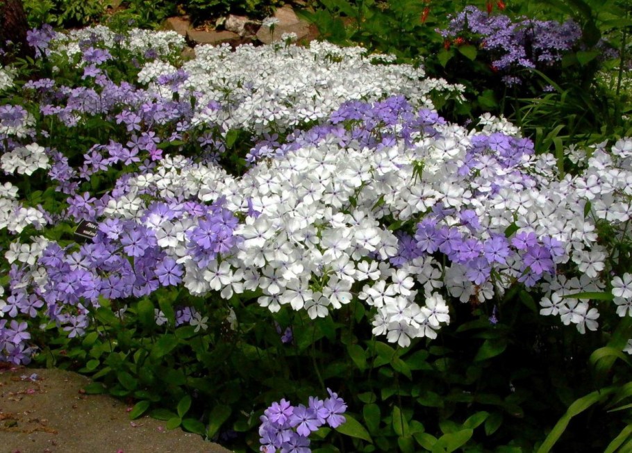 Флокс бордюрный