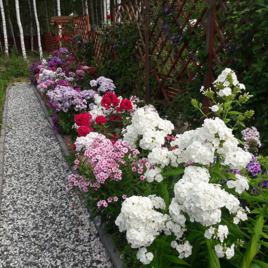 Флокс метельчатый гортензия