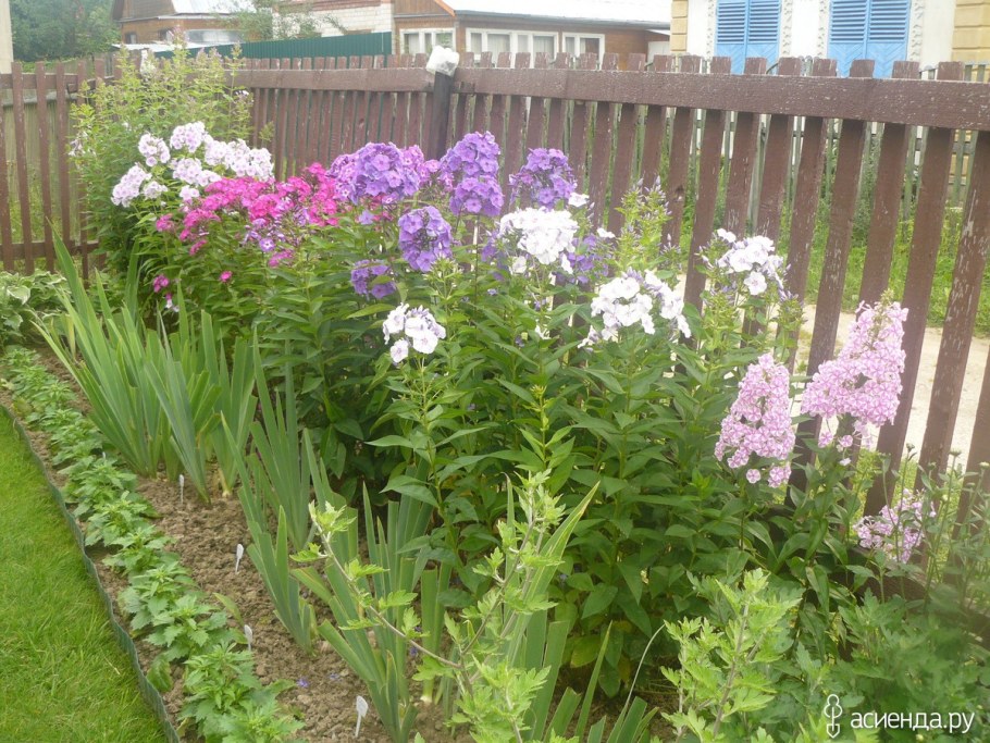 Цветник Хоста+Флокс