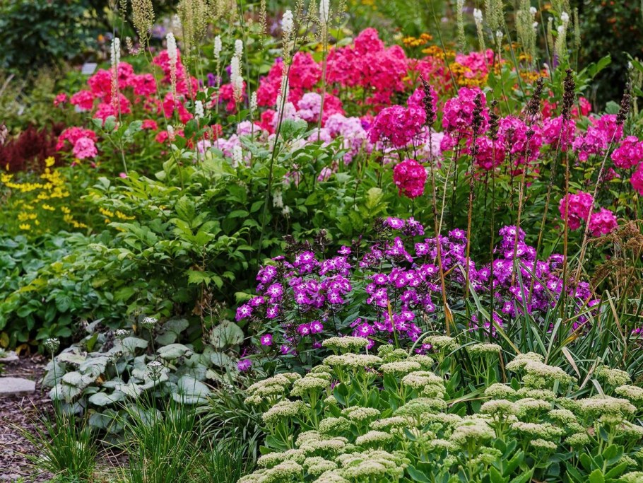 Флокс метельчатый в ландшафте