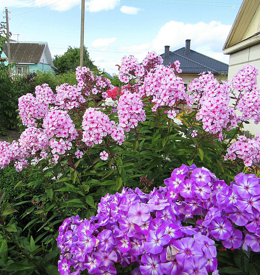 Флокс метельчатый ландшафтный