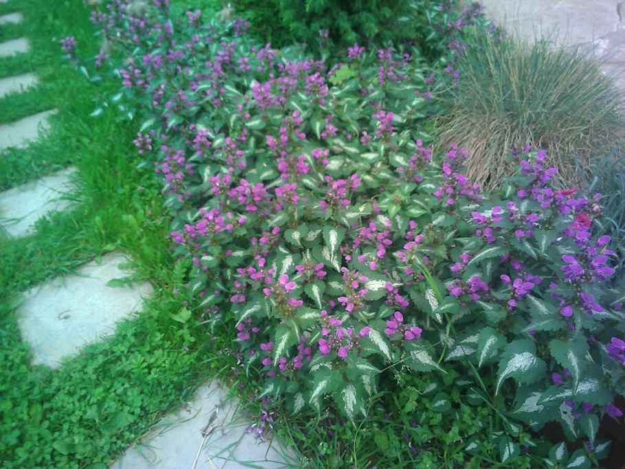 Цветы многолетники яснотка