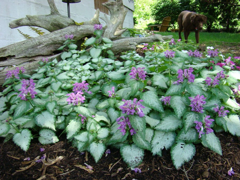 Яснотка крапчатая