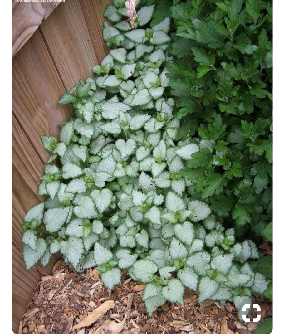 Почвопокровник яснотка