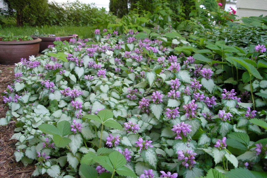 Яснотка зеленчуковая