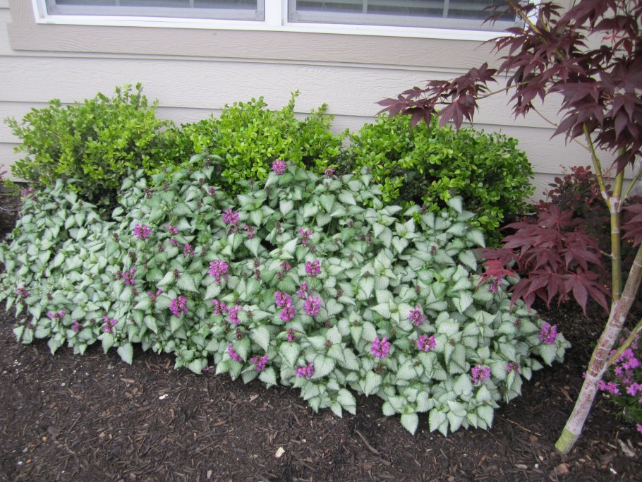 Яснотка ползучая