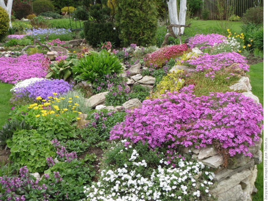 Яснотка в ландшафтном дизайне фото