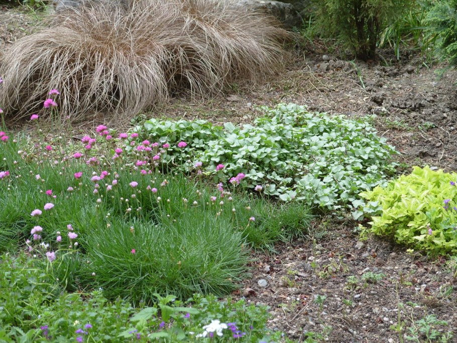 Яснотка зеленчуковая (Зеленчук)