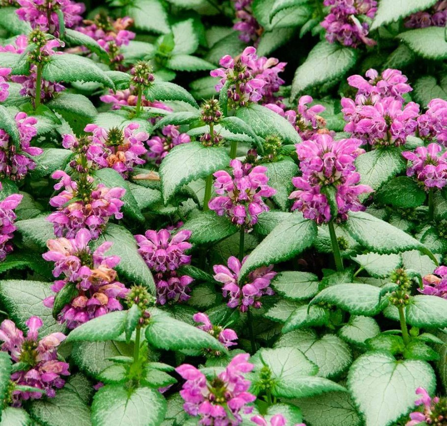 Яснотка зеленчуковая (Зеленчук)